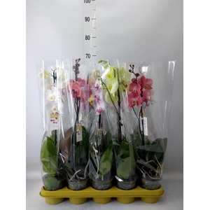 Phalaenopsis   ...mix 10