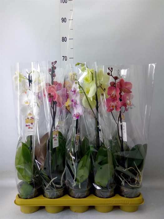 <h4>Phalaenopsis ...mix 10</h4>