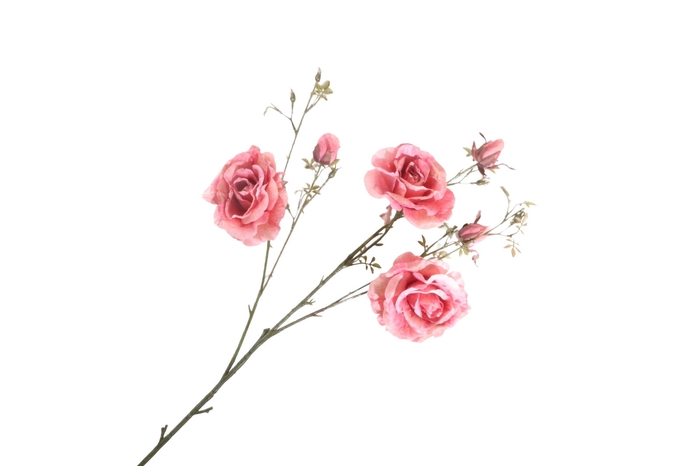 <h4>Rosa Spray Pink FL440211PNK</h4>