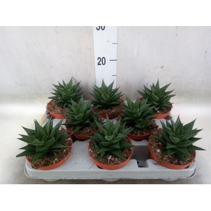 Haworthia limifolia