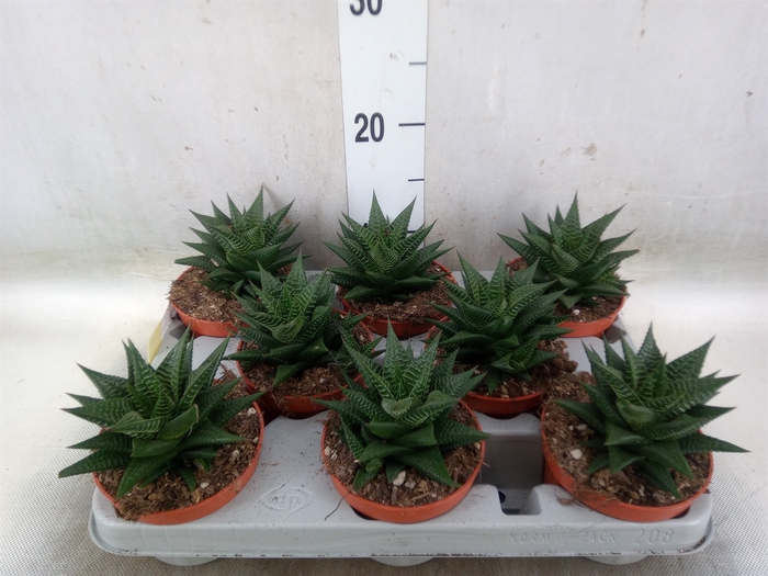 <h4>Haworthia limifolia</h4>