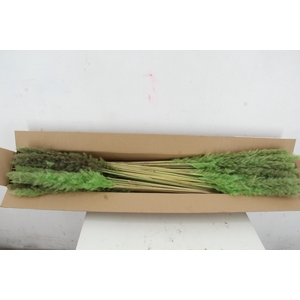 DF Pampas Silvy Mint Green