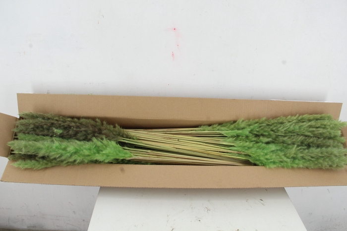 <h4>DF Pampas Silvy Mint Green</h4>