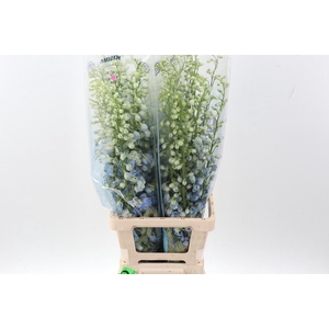 Delph Du C Bl Shades