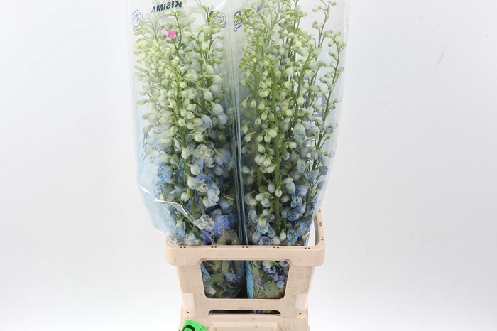 <h4>Delph Du C Bl Shades</h4>