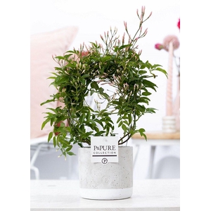 Jasminum Poly. ( 200+ knop) in P&PURE Jade ceramics