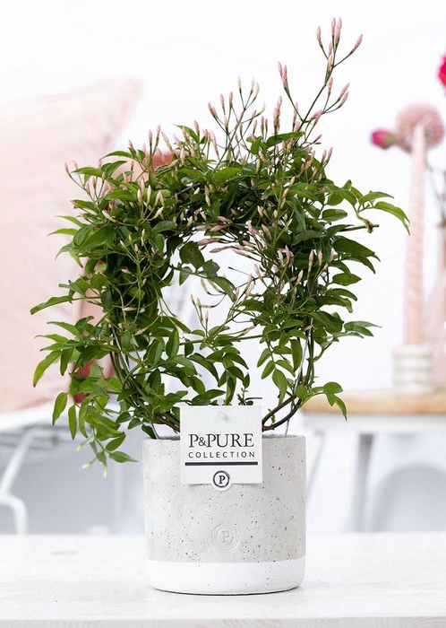 <h4>Jasminum Poly. ( 200+ knop) in P&PURE Jade ceramics</h4>