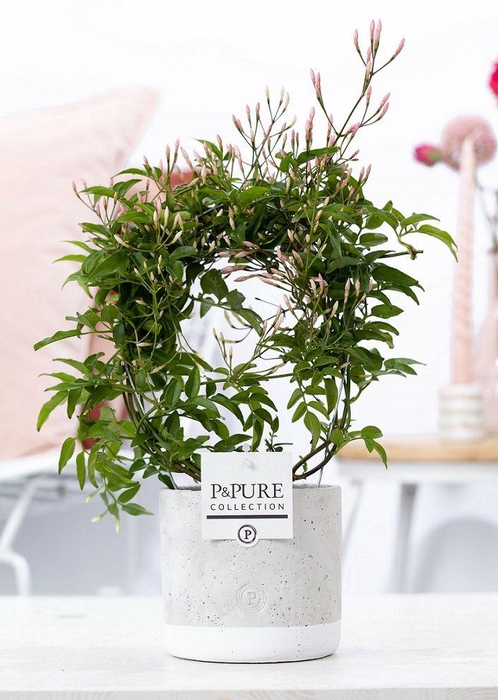 <h4>Jasminum Poly. ( 200+ knop) in P&PURE Jade ceramics</h4>