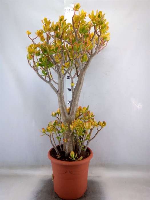 <h4>Crassula ovata 'Sunset'</h4>