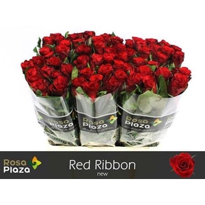 R Gr Red Ribbon