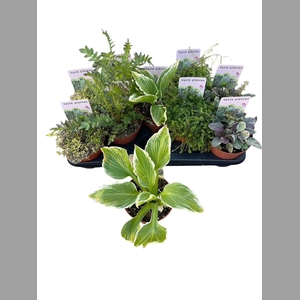 VASTE PLANTEN OV