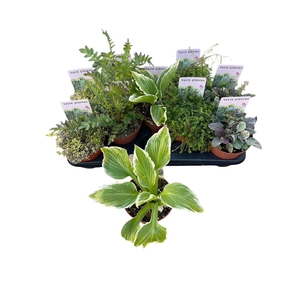 VASTE PLANTEN OV