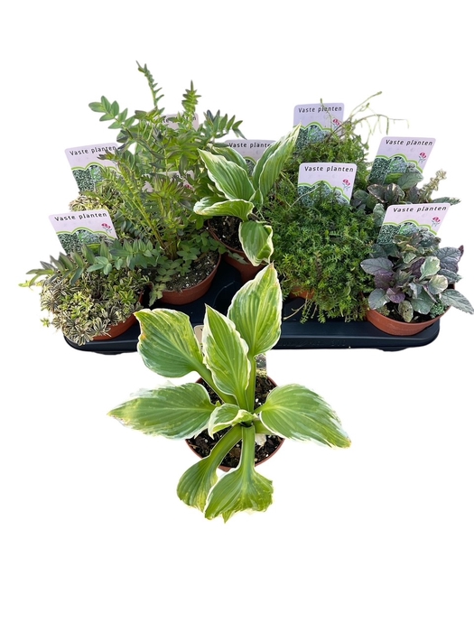 <h4>VASTE PLANTEN OV</h4>