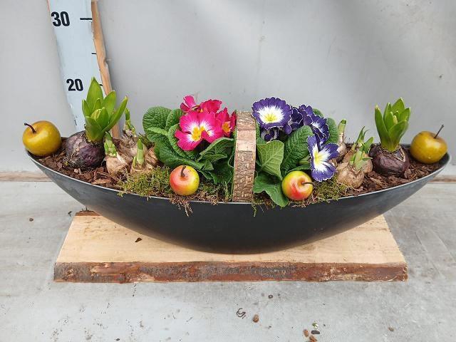 <h4>ARR BOL KNOLGEWAS</h4>