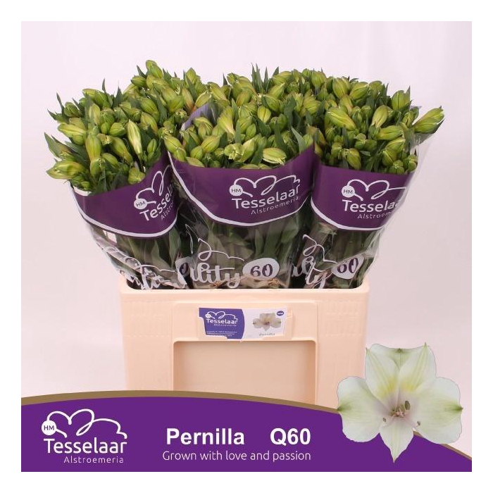 <h4>Alstr Pernilla</h4>