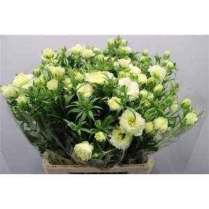 Ranunculus Butterfly Graces