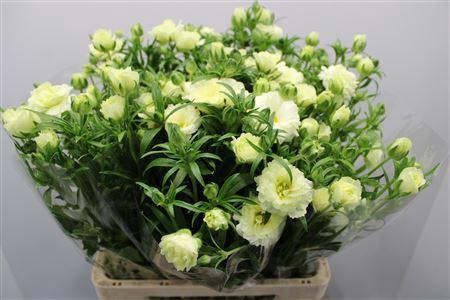 <h4>Ranunculus Butterfly Graces</h4>