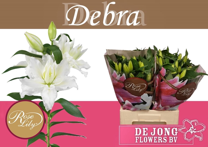 <h4>LI OR DU RL DEBRA</h4>