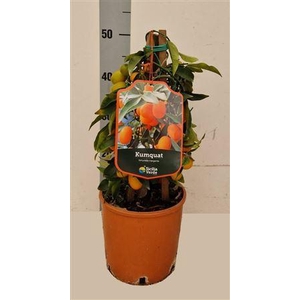 Citrus hystrix
