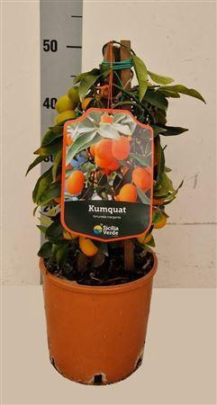 <h4>Citrus hystrix</h4>