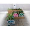 Arr.   Kamerplant Groen L%