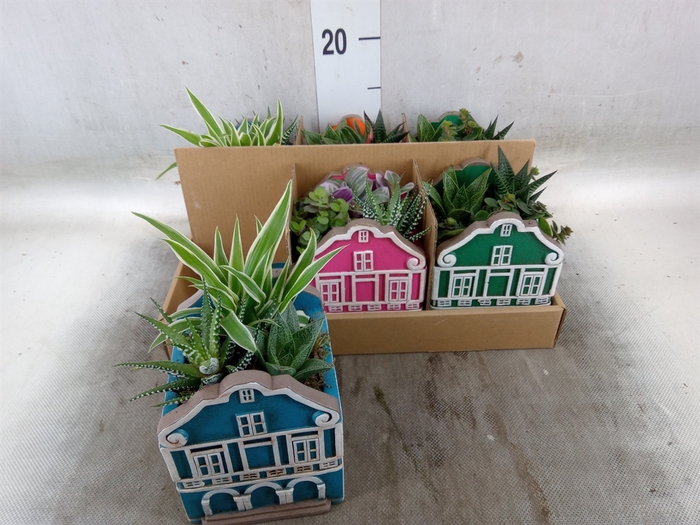 Arr.   Kamerplant Groen L%