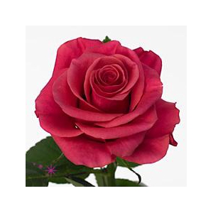 Rosa large tacazzi+