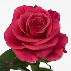 <h4>Rosa large tacazzi+</h4>