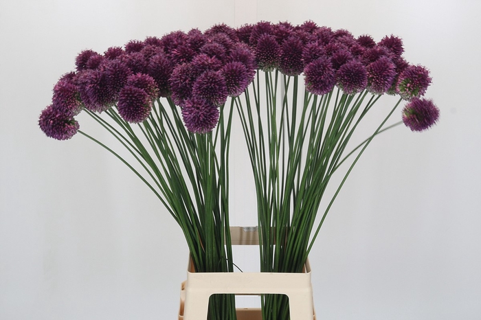 <h4>Allium Sphaerocephalon</h4>