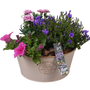 PTPP6872 Arrangement Patio in metalen schaal