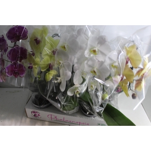 PHALAENOPSIS CASCATA P15 MIN 5 FLS