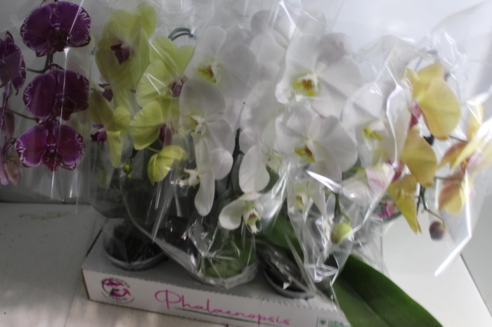 <h4>PHALAENOPSIS CASCATA P15 MIN 5 FLS</h4>