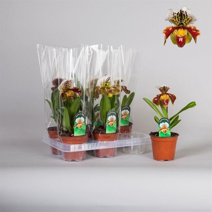 <h4>Paphiopedilum Amerikaanse hybride</h4>