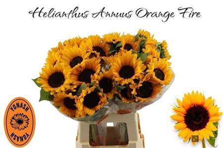 Helian An Orange Fir