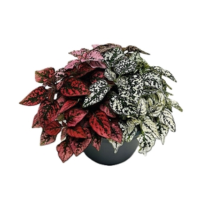 Hypoestes phyl. gemengd
