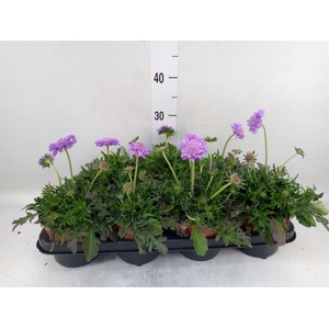 Scabiosa columb. 'Butterfly Blue'