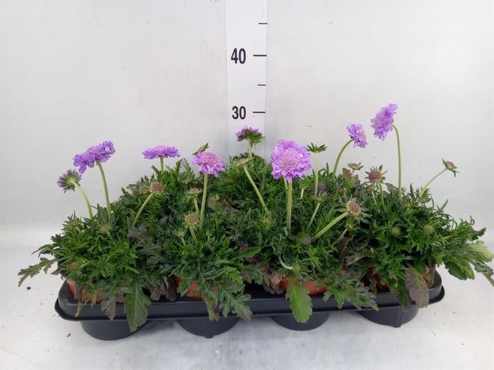 <h4>Scabiosa columb. 'Butterfly Blue'</h4>