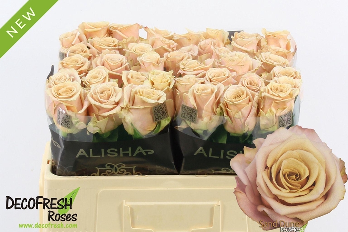 <h4>R Gr Sand Dune</h4>