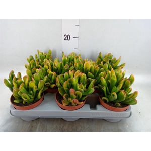 Crassula ovata 'Horn Tree'