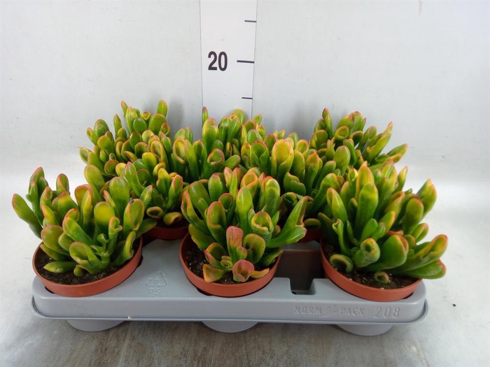 <h4>Crassula ovata 'Horn Tree'</h4>