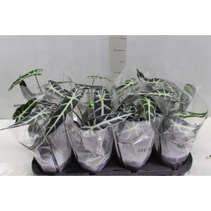 ALOCASIA PICOLLINI P12