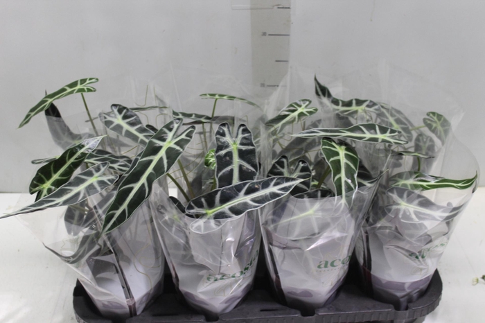 <h4>ALOCASIA PICOLLINI P12</h4>