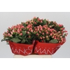 Hypericum Sweet Romance