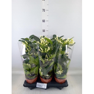 Stephanotis floribunda   ...