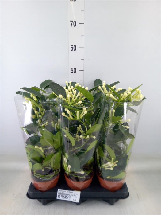 <h4>Stephanotis floribunda   ...</h4>