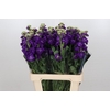 Matthiola Iron Purple