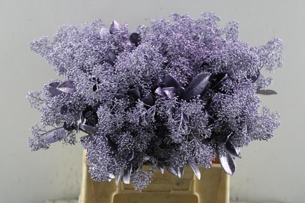 <h4>Skimmia Kl Lila + Glitter</h4>