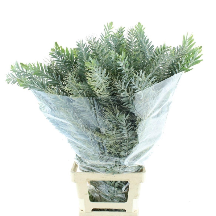 <h4>Mimosa Luna D'argento Gr 400</h4>