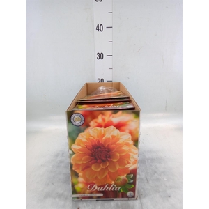 Dahlia   ...flowerbulbs