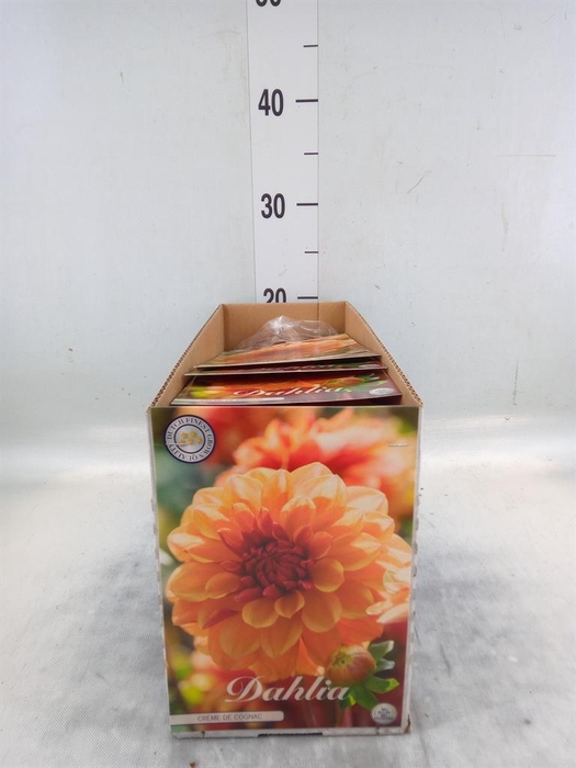 Dahlia   ...flowerbulbs